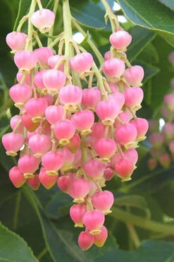 Marina Strawberry Tree (Arbutus) - 1 Gallon Pot -Wilson Bros Gardens arbutus marina strawberry tree 3