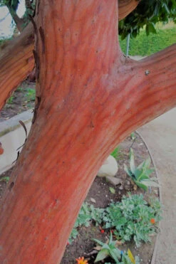 Marina Strawberry Tree (Arbutus) - 1 Gallon Pot -Wilson Bros Gardens arbutus marina strawberry tree 6