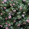 Massachusetts Bearberry - 1 Gallon Pot