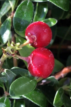 Massachusetts Bearberry - 1 Gallon Pot -Wilson Bros Gardens arctostaphylos uva ursi massachusetts bearberry 7