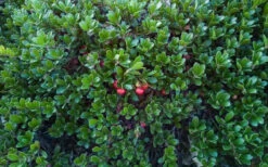 Massachusetts Bearberry - 1 Gallon Pot -Wilson Bros Gardens arctostaphylos uva ursi massachusetts bearberry 8
