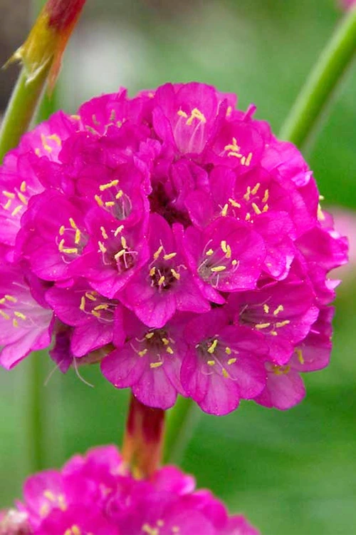 Splendens Sea Thrift (Armeria Maritima) - 6 Pack Of Pint Pots 4 Splendens Sea Thrift (Armeria Maritima) - 6 Pack Of Pint Pots - Image 4