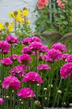 Splendens Sea Thrift (Armeria Maritima) - 5 Pack Of Quart Pots -Wilson Bros Gardens armeria maritima splendens sea thrift 3