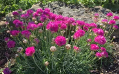 Splendens Sea Thrift (Armeria Maritima) - 6 Pack Of Pint Pots 11 Splendens Sea Thrift (Armeria Maritima) - 6 Pack Of Pint Pots -Wilson Bros Gardens armeria maritima splendens sea thrift 5 1