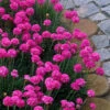 Splendens Sea Thrift (Armeria Maritima) - 6 Pack Of Pint Pots