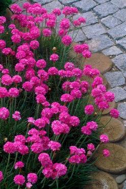 Splendens Sea Thrift (Armeria Maritima) - 6 Pack Of Pint Pots