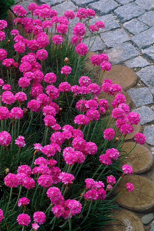 Splendens Sea Thrift (Armeria Maritima) - 6 Pack Of Pint Pots 1 Splendens Sea Thrift (Armeria Maritima) - 6 Pack Of Pint Pots