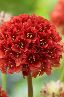 Ballerina Red Sea Thrift (Armeria Pseudarmeria) - 5 Pack Of Quart Pots -Wilson Bros Gardens armeria pseudarmeria ballerina red sea thrift 1