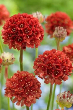 Ballerina Red Sea Thrift (Armeria Pseudarmeria) - 5 Pack Of Quart Pots -Wilson Bros Gardens armeria pseudarmeria ballerina red sea thrift 2