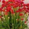 Ballerina Red Sea Thrift (Armeria Pseudarmeria) - 5 Pack Of Quart Pots