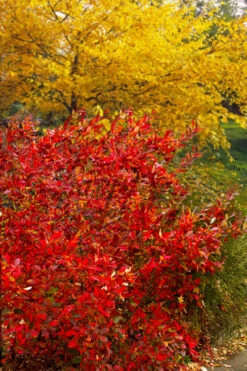 Brilliantissima Aronia (Red Chokeberry) - 1 Gallon Pot