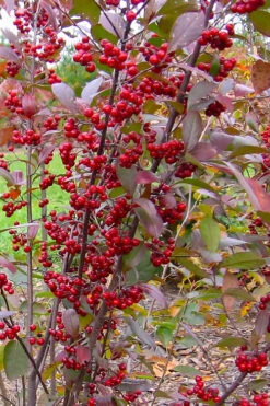 Brilliantissima Aronia (Red Chokeberry) - 1 Gallon Pot -Wilson Bros Gardens aronia arbutifolia brilliantissima red chokeberry 2 1