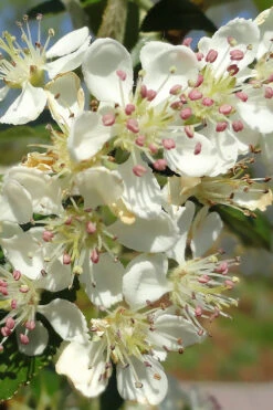 Brilliantissima Aronia (Red Chokeberry) - 1 Gallon Pot -Wilson Bros Gardens aronia arbutifolia brilliantissima red chokeberry 5 1