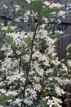 Brilliantissima Aronia (Red Chokeberry) - 3 Gallon Pot -Wilson Bros Gardens aronia arbutifolia brilliantissima red chokeberry 8