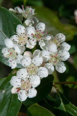 Red Chokeberry (Aronia Arbutifolia) - 3 Pack Of 1.5 Quart Pots -Wilson Bros Gardens aronia arbutifolia red chokeberry 1