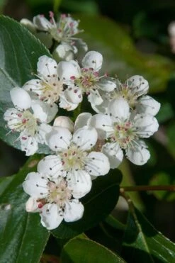 Red Chokeberry (Aronia Arbutifolia) - 3 Gallon Pot 9 Red Chokeberry (Aronia Arbutifolia) - 3 Gallon Pot -Wilson Bros Gardens aronia arbutifolia red chokeberry 1 3