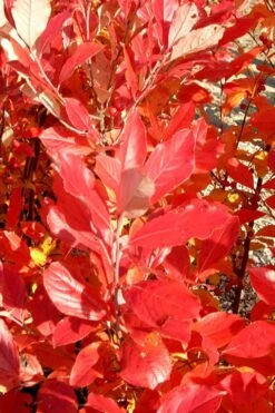 Red Chokeberry (Aronia Arbutifolia) - 1 Gallon Pot -Wilson Bros Gardens aronia arbutifolia red chokeberry 3 1