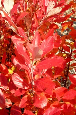 Red Chokeberry (Aronia Arbutifolia) - 3 Gallon Pot 11 Red Chokeberry (Aronia Arbutifolia) - 3 Gallon Pot -Wilson Bros Gardens aronia arbutifolia red chokeberry 3 2