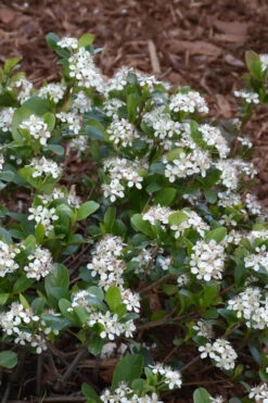 Low Scape Mound Aronia - 3 Gallon Pot 18 Low Scape Mound Aronia - 3 Gallon Pot -Wilson Bros Gardens aronia low scape mound 10