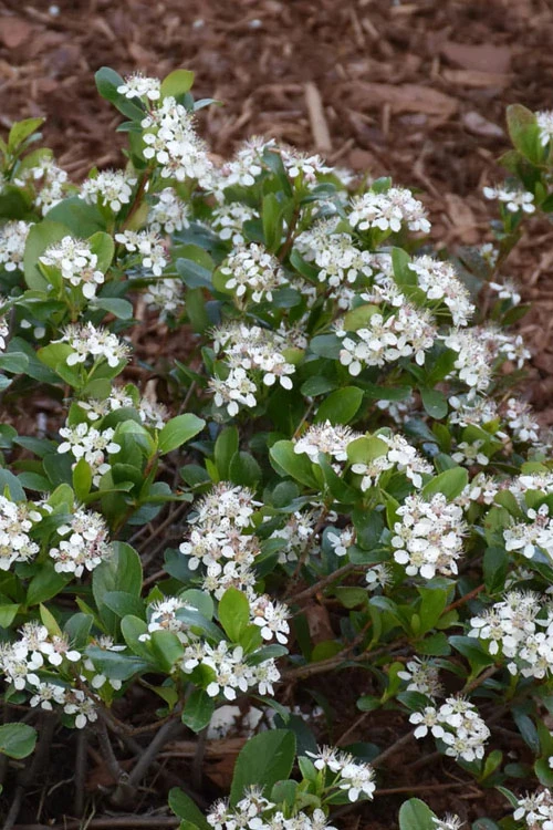 Low Scape Mound Aronia - 3 Gallon Pot 7 Low Scape Mound Aronia - 3 Gallon Pot - Image 7