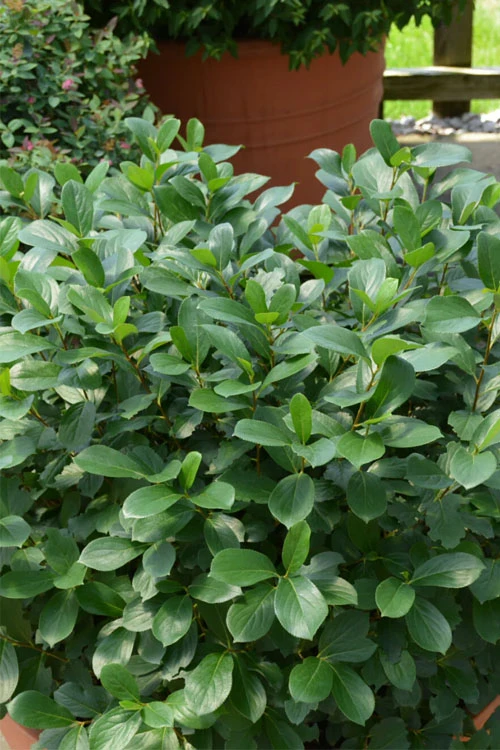 Low Scape Mound Aronia - 3 Gallon Pot 8 Low Scape Mound Aronia - 3 Gallon Pot - Image 8