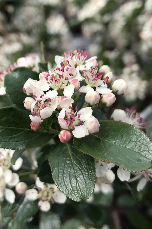 Low Scape Mound Aronia - 3 Gallon Pot 1 Low Scape Mound Aronia - 3 Gallon Pot