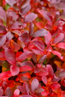 Low Scape Mound Aronia - 3 Gallon Pot 17 Low Scape Mound Aronia - 3 Gallon Pot -Wilson Bros Gardens aronia low scape mound 15 1