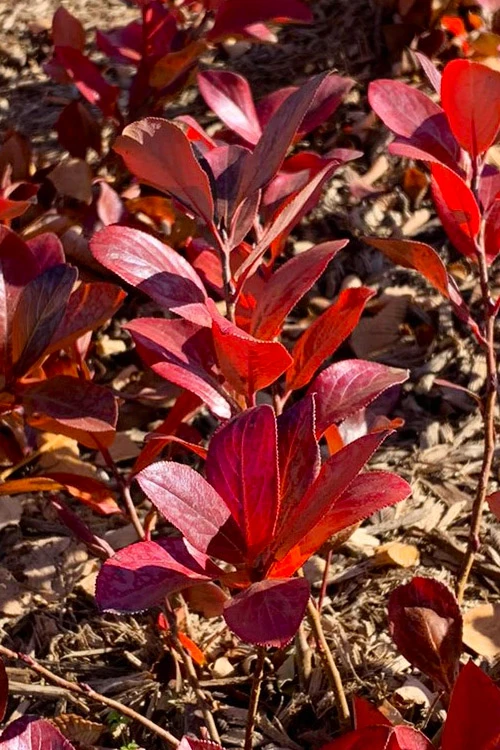 Low Scape Mound Aronia - 3 Gallon Pot 12 Low Scape Mound Aronia - 3 Gallon Pot - Image 12