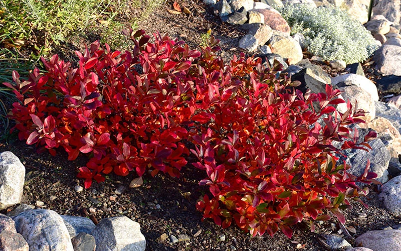 Ground Hug Aronia - 2 Gallon Pot 9 Ground Hug Aronia - 2 Gallon Pot - Image 9