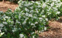 Low Scape Mound Aronia - 3 Gallon Pot 20 Low Scape Mound Aronia - 3 Gallon Pot -Wilson Bros Gardens aronia low scape mound aronia 2