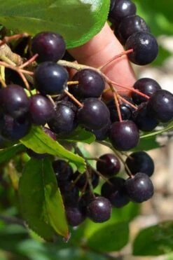 Autumn Magic Aronia (Black Chokeberry) - 3 Gallon Pot 9 Autumn Magic Aronia (Black Chokeberry) - 3 Gallon Pot -Wilson Bros Gardens aronia melanocarpa autumn magic black chokeberry 2