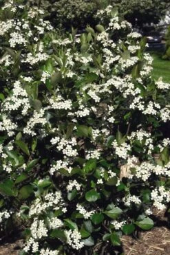 Autumn Magic Aronia (Black Chokeberry) - 3 Gallon Pot 8 Autumn Magic Aronia (Black Chokeberry) - 3 Gallon Pot -Wilson Bros Gardens aronia melanocarpa autumn magic black chokeberry 3