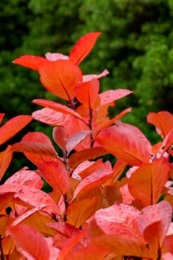 Black Chokeberry Bush (Aronia Melanocarpa ) - 3 Gallon Pot 15 Black Chokeberry Bush (Aronia Melanocarpa ) - 3 Gallon Pot -Wilson Bros Gardens aronia melanocarpa black chokeberry bush 10