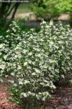 Black Chokeberry Bush (Aronia Melanocarpa ) - 3 Gallon Pot 13 Black Chokeberry Bush (Aronia Melanocarpa ) - 3 Gallon Pot -Wilson Bros Gardens aronia melanocarpa black chokeberry bush 11