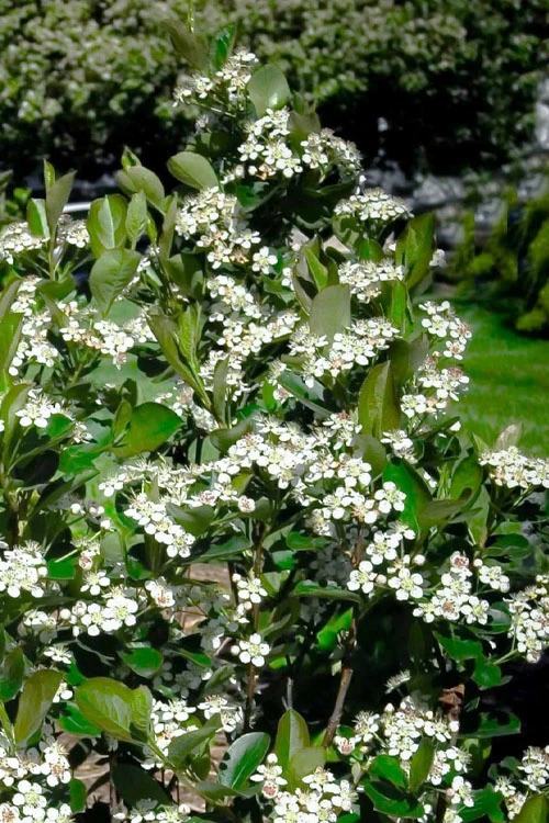 Black Chokeberry Bush (Aronia Melanocarpa ) - 3 Gallon Pot 9 Black Chokeberry Bush (Aronia Melanocarpa ) - 3 Gallon Pot - Image 9