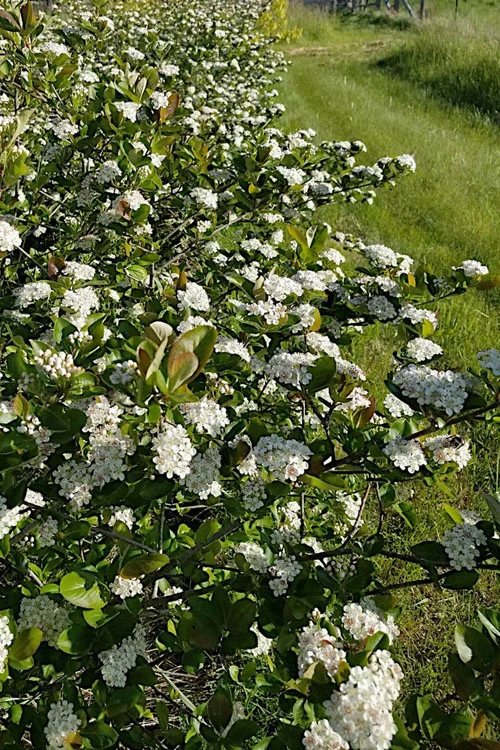 Black Chokeberry Bush (Aronia Melanocarpa ) - 3 Gallon Pot 8 Black Chokeberry Bush (Aronia Melanocarpa ) - 3 Gallon Pot - Image 8