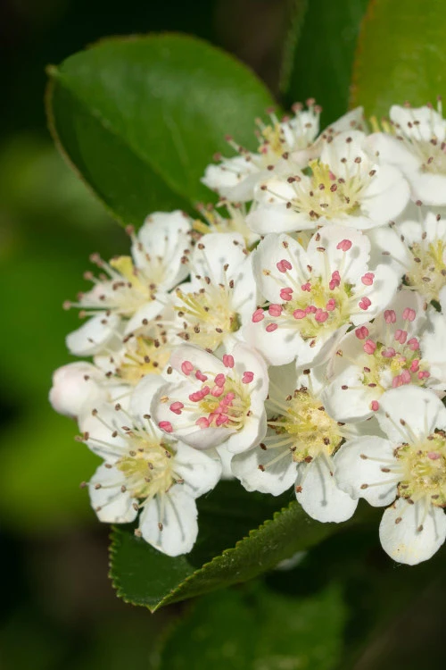 Black Chokeberry Bush (Aronia Melanocarpa ) - 3 Gallon Pot 4 Black Chokeberry Bush (Aronia Melanocarpa ) - 3 Gallon Pot - Image 4
