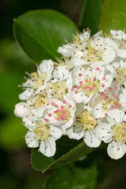 Ground Hug Aronia - 2 Gallon Pot 13 Ground Hug Aronia - 2 Gallon Pot -Wilson Bros Gardens aronia melanocarpa black chokeberry bush 6 3