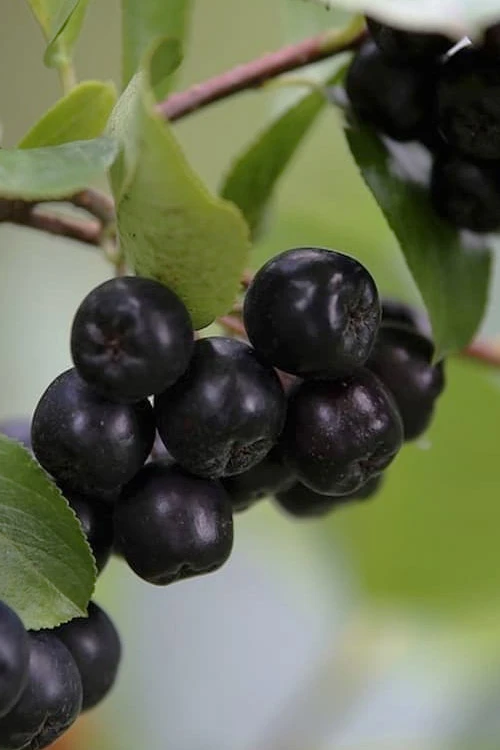 Black Chokeberry Bush (Aronia Melanocarpa ) - 3 Gallon Pot 6 Black Chokeberry Bush (Aronia Melanocarpa ) - 3 Gallon Pot - Image 6