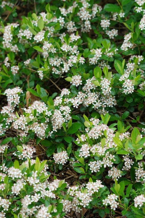 Ground Hug Aronia - 2 Gallon Pot 1 Ground Hug Aronia - 2 Gallon Pot