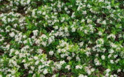 Ground Hug Aronia - 2 Gallon Pot 19 Ground Hug Aronia - 2 Gallon Pot -Wilson Bros Gardens aronia melanocarpa ground hug black chokeberry 2 1