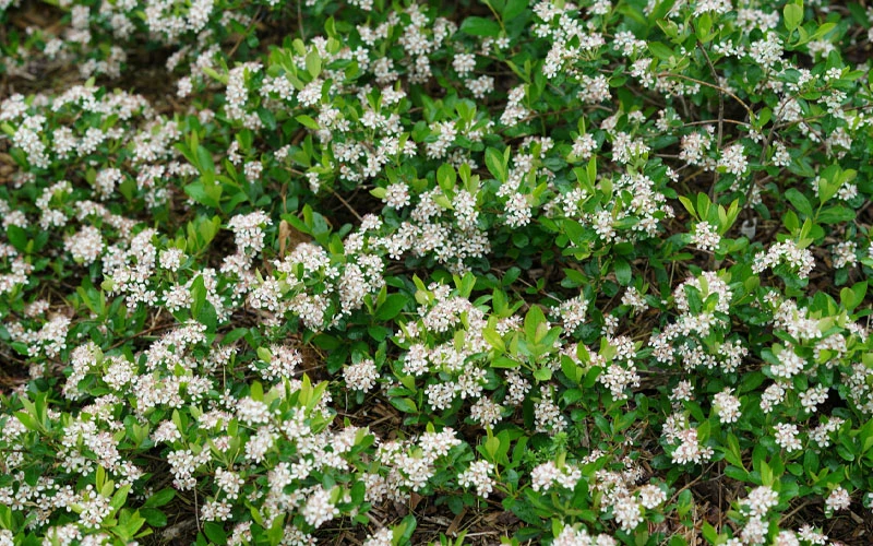 Ground Hug Aronia - 2 Gallon Pot 10 Ground Hug Aronia - 2 Gallon Pot - Image 10