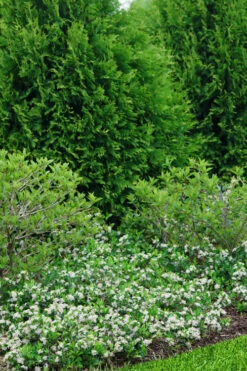 Ground Hug Aronia - 1 Gallon Pot -Wilson Bros Gardens aronia melanocarpa ground hug black chokeberry 3