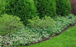 Ground Hug Aronia - 2 Gallon Pot 14 Ground Hug Aronia - 2 Gallon Pot -Wilson Bros Gardens aronia melanocarpa ground hug black chokeberry 4 1