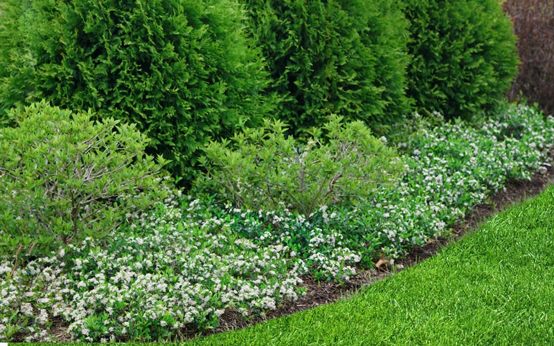 Ground Hug Aronia - 2 Gallon Pot 5 Ground Hug Aronia - 2 Gallon Pot - Image 5