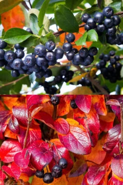 Ground Hug Aronia - 2 Gallon Pot 17 Ground Hug Aronia - 2 Gallon Pot -Wilson Bros Gardens aronia melanocarpa ground hug black chokeberry 6 1