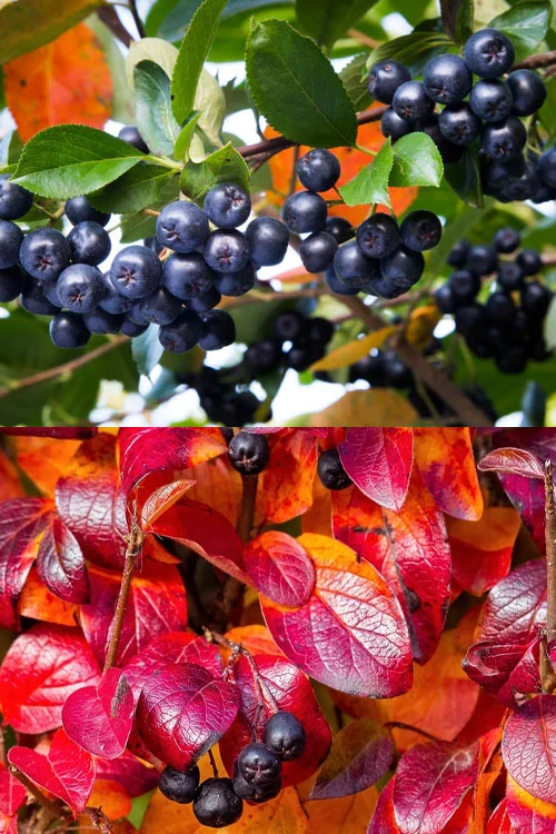 Ground Hug Aronia - 2 Gallon Pot 8 Ground Hug Aronia - 2 Gallon Pot - Image 8