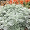 Powis Castle Artemisia - 1 Gallon Pot