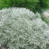 Silver Mound Artemisia - 1 Gallon Pot