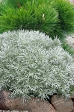 Silver Mound Artemisia - 1 Gallon Pot